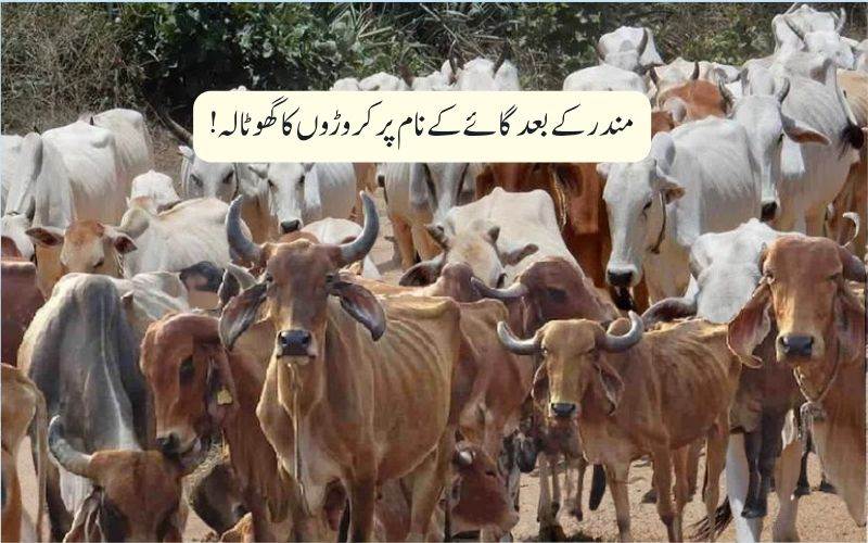 مردہ گائیوں کے نام پر سرکاری فنڈز میں کروڑوں کاغبن، اے جی رپورٹ میں انکشاف